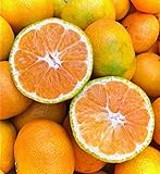 愛媛 極早生みかん 10kg verish 西宇和産 訳あり ご家庭用 サイズ混合