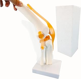 Knee Joint Model, Flexible Knee Model with Ligaments & Stand, Life Size Knee Anatomy Model, Human Knee Joint Model for Patient Science Education