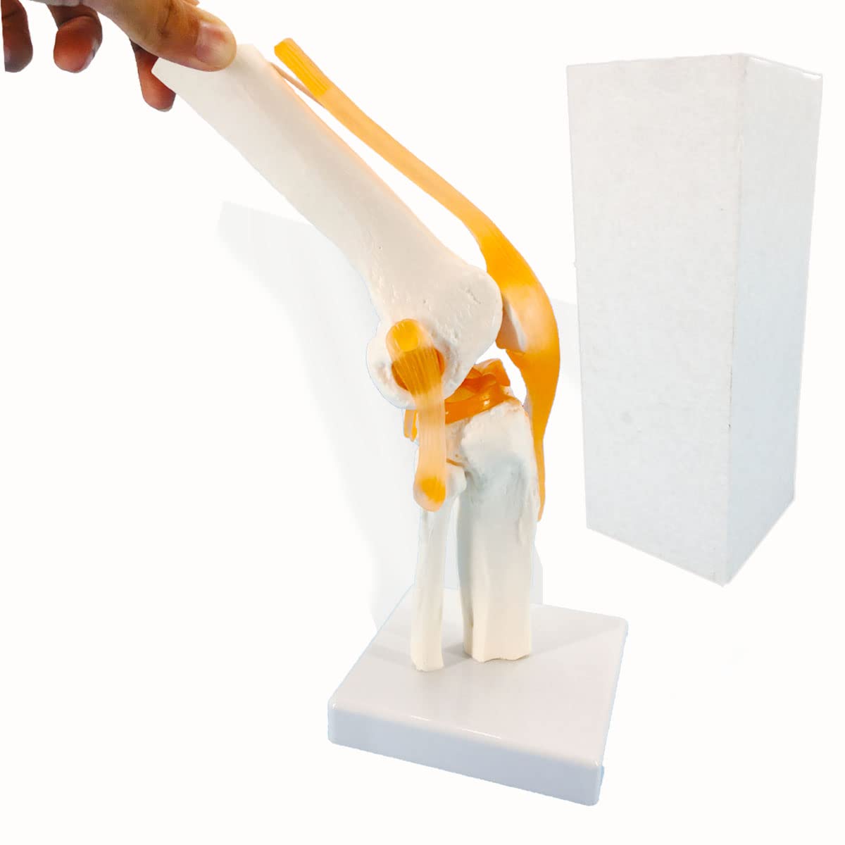 Buy Veipho Knee Joint Model, Flexible Knee Model with Ligaments & Stand, Life Size Knee Anatomy