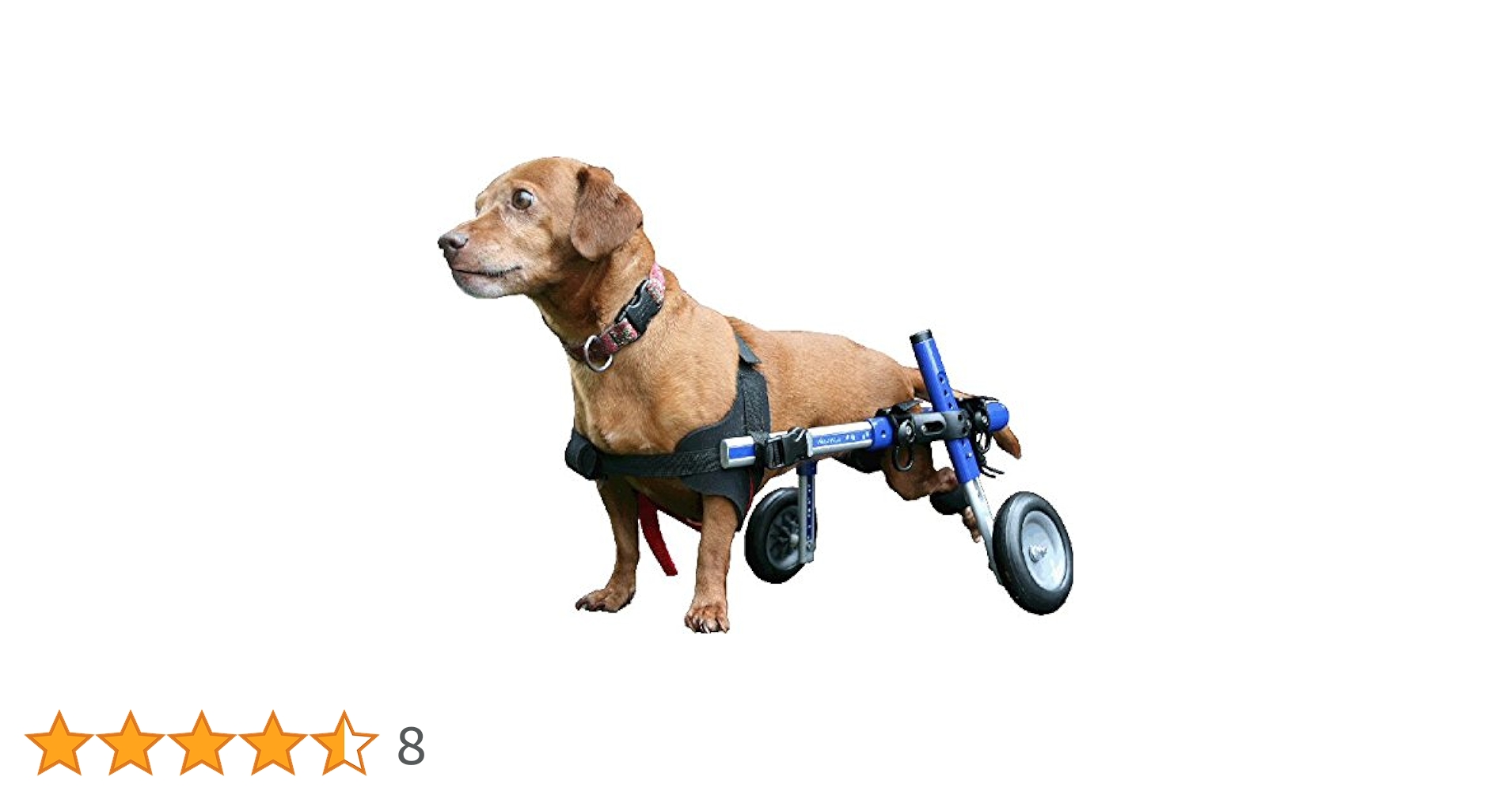 つかいふるしのいぬ Amazon.co.jp: 作ってあげたい!小型犬のためのおしゃれな手編み