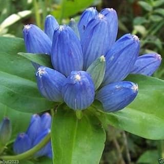 1000 Bottle Gentian Seeds (Gentiana andrewsii ) Native Wildflower- Perennial