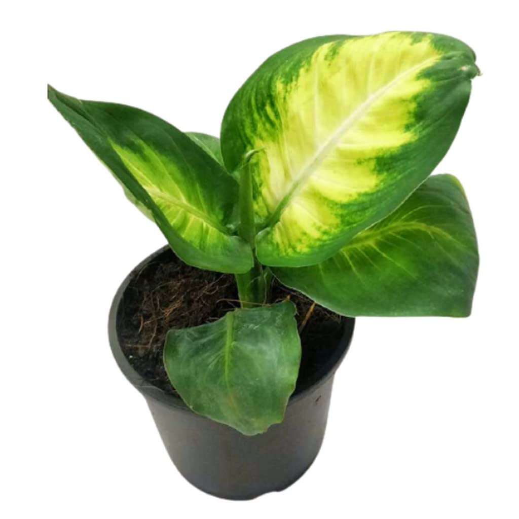 OhhSome Indoor Plant Live Green Plants | Aglaonema (Dieffenbachia Seguine) Best Air Purifying For Home And Office Low Light - Gardening|Home Decoration|Hanging Basket (Healthy Plant) (B09L89CYKD) Amazon Price History, Amazon Price Tracker