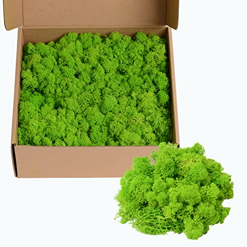 Image of 14OZ Preserved Moss Colored Moss for Moss Wall Art, Moss Crafts, Moss for Potted Plants, DIY Home Office Artistic Decoration