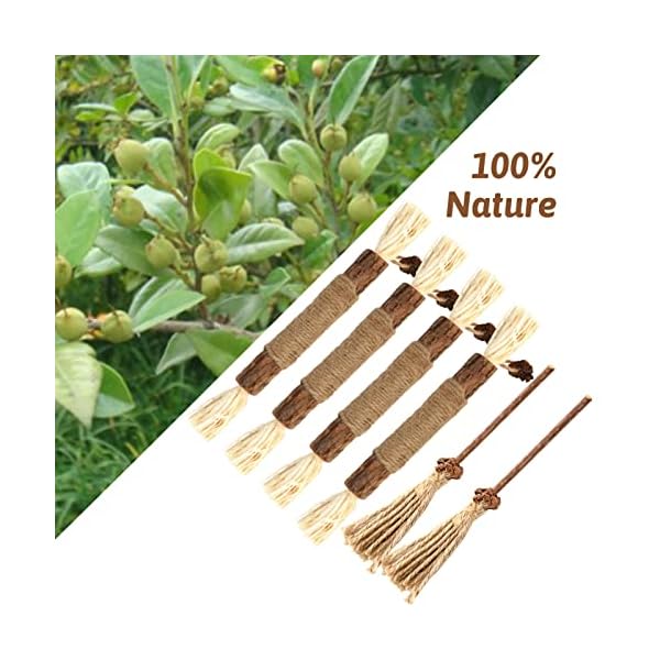 tao pipe 6 Stück Katzenminze Sticks, Matatabi Kausticks Interaktives Katzenspielzeug, Katzen Kauhölzer Silvervine Sticks zur Katzen Zahnpflege und Gegen Mundgeruch, Sicher Katzensticks Kausticks Set – Bild 7