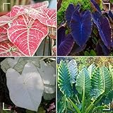 Oreja de elefante bulbos,Colocasia plantas,bulbos de alocasia,elefante orejas Bulbos,bulbo oreja de elefante,natural colocasia,elefante planta,Plantas de interior y exterior.-15bulbos-greenA