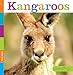 Kangaroos (Seedlings)