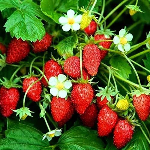 Miniatura 3 de Semillas Alpine Strawberry Alexandria No GMO Heirloom Everbearing