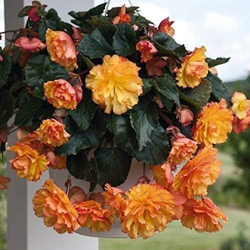 SeeKay Begonia F1 Illumination Golden Picotee Hanging Basket Type 20 Seeds Annual Amazon