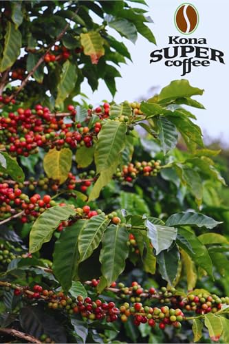 Kona Super Coffee 100% Kona Café en Grano 8oz Bolsa miniatura 5