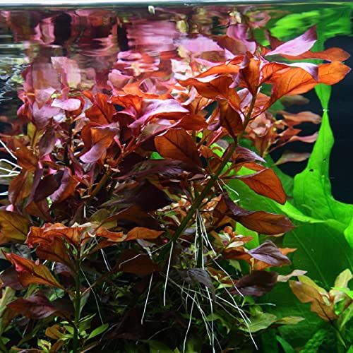 AquaOne Aquarium Pflanzen I 5X Wasserpflanzen I Hintergrund Aquarienpflanzen I Ludwigia Echinodorus Bacopa Hygrophila Vallisneria I Set mit 5 Hintergrundpflanzen - Image 6