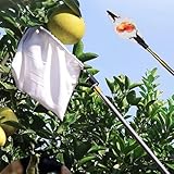 Apfelpflücker mit Großem, Gewebtem Korb, Verstellbarer Obstpflücker für Äpfel, Eicheln, Avocados, Orangen, Birnen und Zitronen