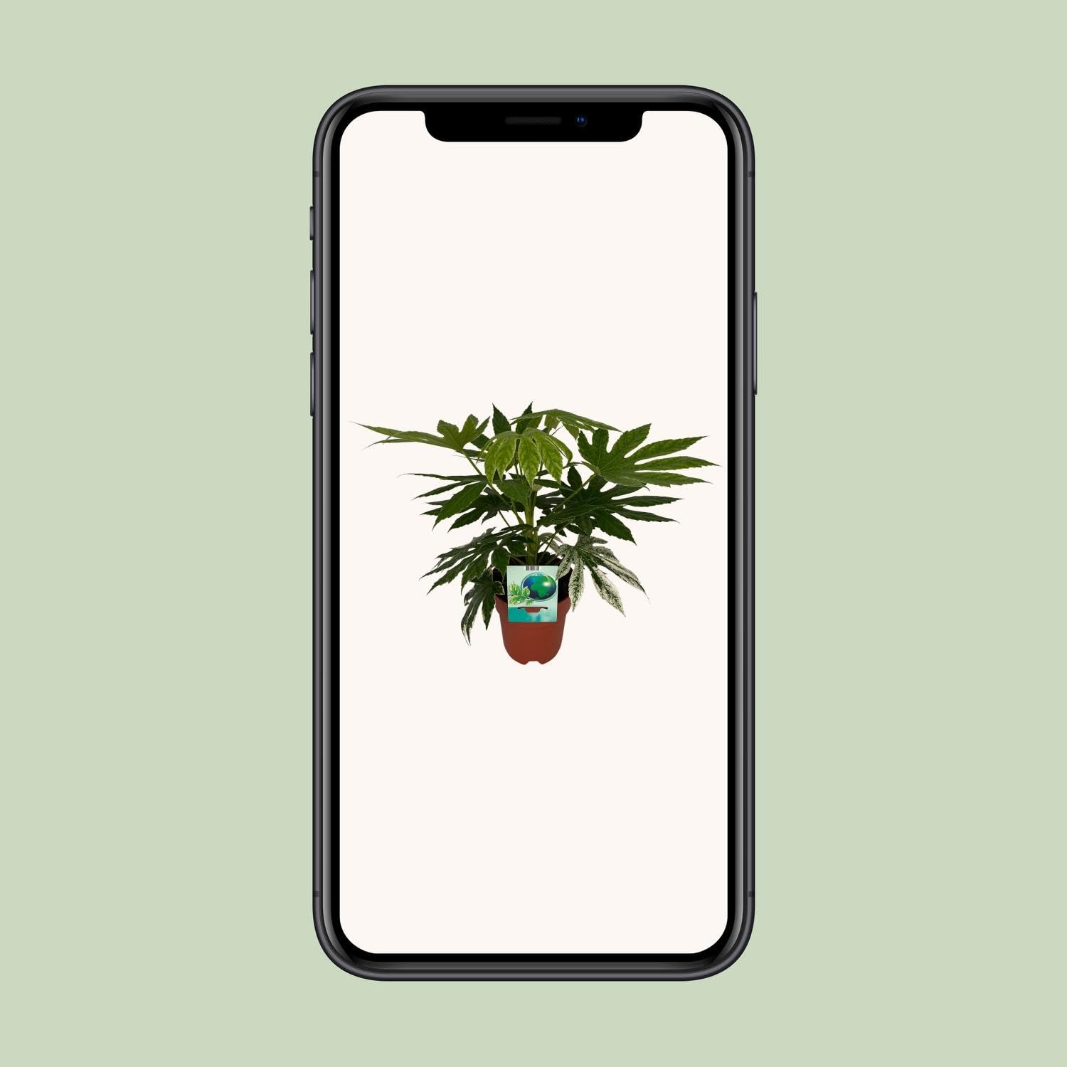 Fatsia Japonica Variegata - 50-60cm - Ø19cm - Pianta d'appartamento - Sempreverde
