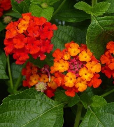 Plantsworld Lantana Red Live Plant (B074XJDCN9) Amazon Price History, Amazon Price Tracker