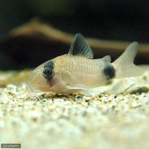 コリドラスってまばたきするんだよ 笑 癒される水の世界 アクアリウムやビオトープで日々の癒しの時間を