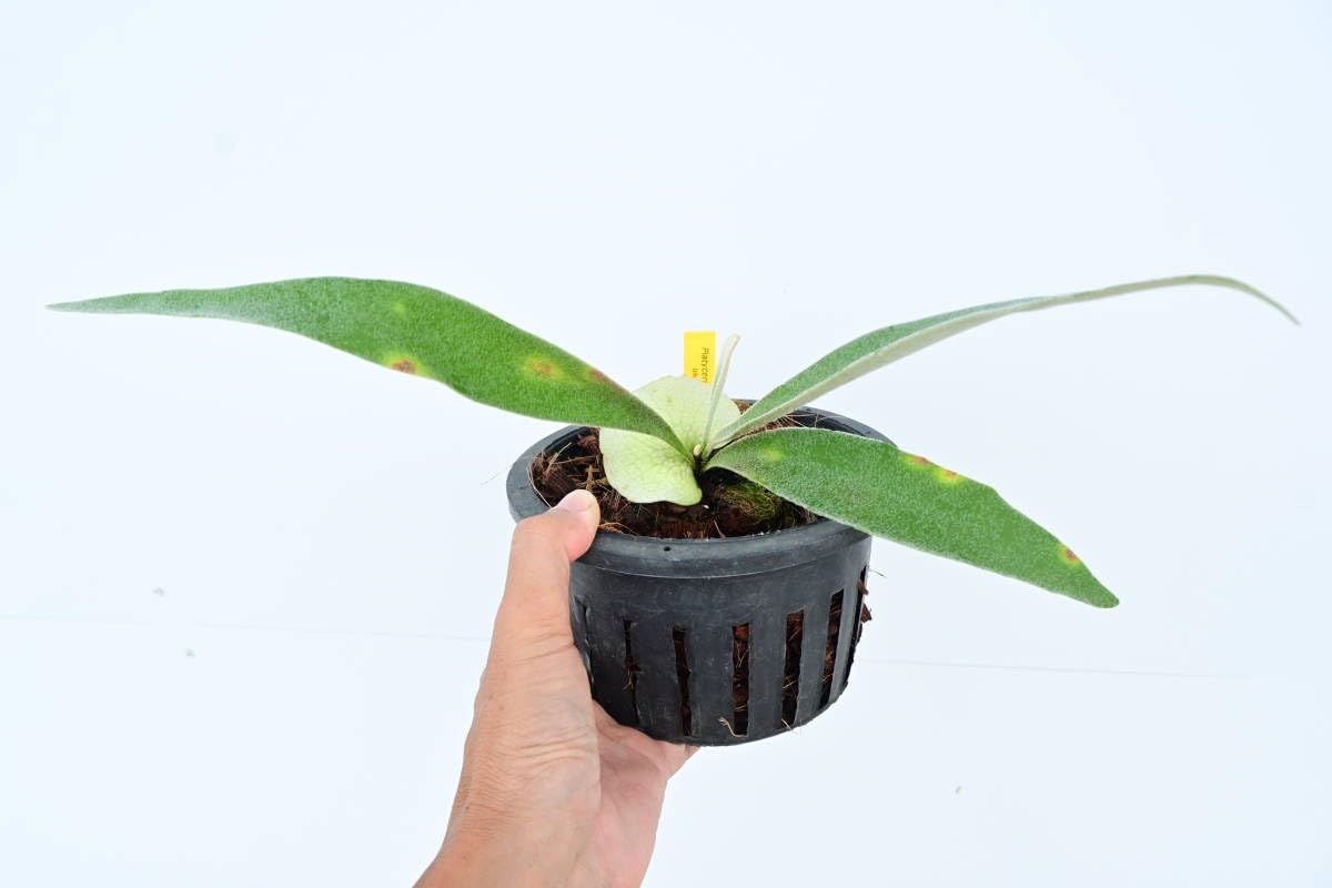 ビカクシダ　P. veitchii wild australia P. veitchii wild Australia(oc)(ビーチーワイルド