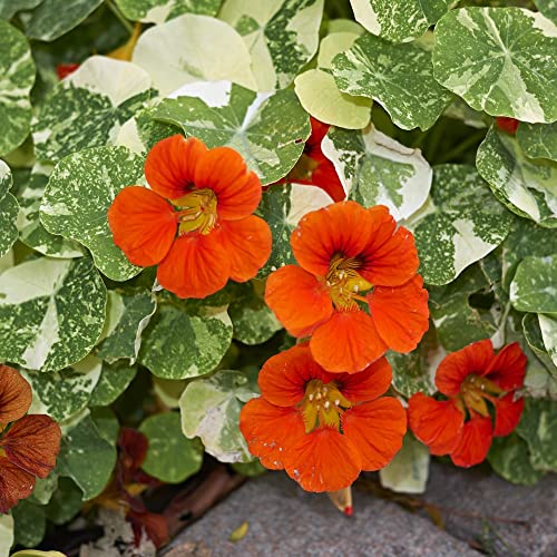 Nasturtium majus \'Orange Troika\' Indian Cress Trailing Hal