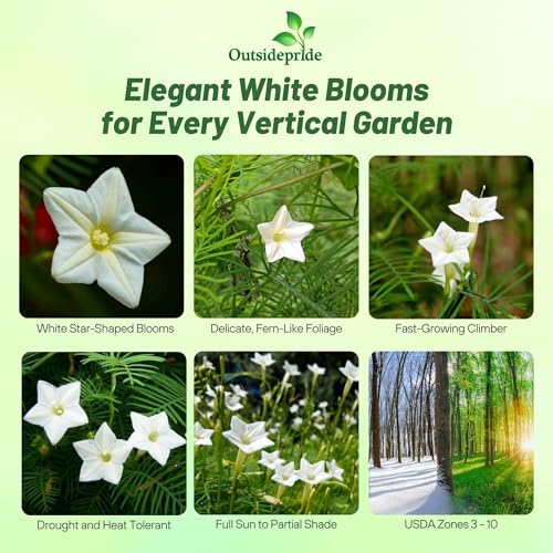 Image of Outsidepride White Cypress Vine Seeds - 200 Pcs Annual Flower Seeds with Nectar-Rich, Star-Shaped Flowers & Feathery, Fern-Like Leaves for Fences, Trellises, Pergolas & Vertical Gardens