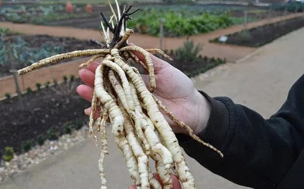 100+ Organic Skirret Seeds (Sium sisarum) – Rare Heirloom Root Vegetable Seed – Sweet, Crunchy, Perennial – Fresh - USA Grown