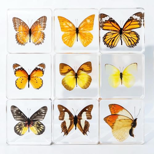 Image of Taxidermy Butterfly, Real Butterfly Specimens in Resin Preserved, Clear for Closer-Look & Study, Science Educational Classroom Specimen, Decor Ornament, Unique Amazing Gift (A, 3.0x3.0x0.8-inch)