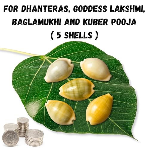 Image of Crystal Heaven Large Kodi Shell Pack of 5 Cowrie Shells