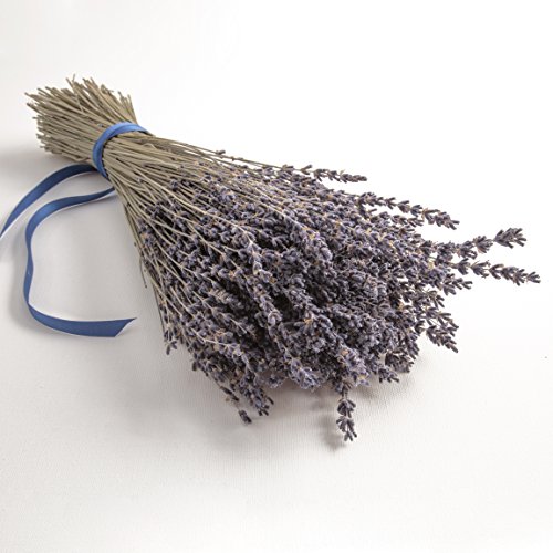 ROSEMARIE SCHULZ Heidelberg Lavendel getrocknet Lavendelblüten aus der Provence Lavendelstrauß Lavendelbund mit ca. 300 Stengel Trockenblumen