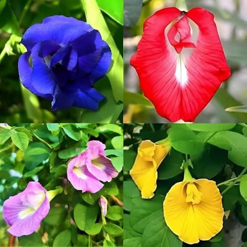 Image of Aparajita Flower Seeds - Multipetal Butterfly Pea All Colour Mix | Double Petal Garden Plant Seeds (Pack of 30 Pcs) GH