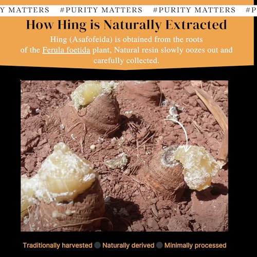 Image of Indiana Organic Hing 11 g whole sabut | trongest Pure Asafoetida| Hing from Uzbekistan | Gluten-Free | No Atta | No Maida | Chemical-Free | Organic | Harvest 2026 - 11 gram | Lab tested as per Elisa method (11 GRAM)