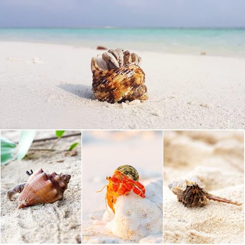 Image of 16 PCS Hermit Crab Shells - 16 Kind Natural Sea Conch Shells Size 1.4 inch - 4.5 inch Medium and Large Turbo Seashells for Hermit Crab Supplies Fish Tank Home Decor