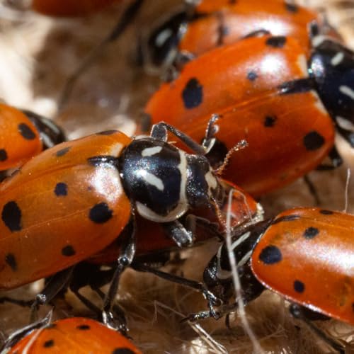 NaturesGoodGuys 1500 Live Ladybugs - Good Bugs- Ladybugs - Guaranteed Live Delivery!