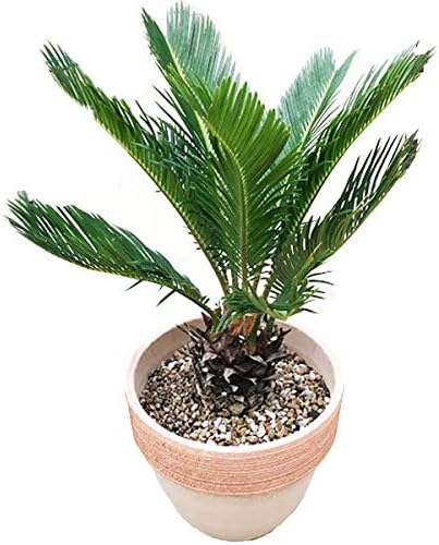 Amazon Co Jp 蘇鉄 ソテツ イタリア製テラコッタ鉢植え 良品 庭木 地植え 鉢植え 観葉植物 本物 縁起の良い植物 Diy 工具 ガーデン Amazon Co Jp 蘇鉄 ソテツ イタリア製テラコッタ鉢植え 良品 庭木 地植え 鉢植え 観葉植物 本物 縁起の良い植物 Diy 工具 ガーデン