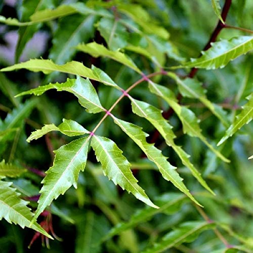 Plants Point Rare Azadirachta Indica" Aryaveppu" Neem Medicinal Plant (1 Healthy Live Plant In