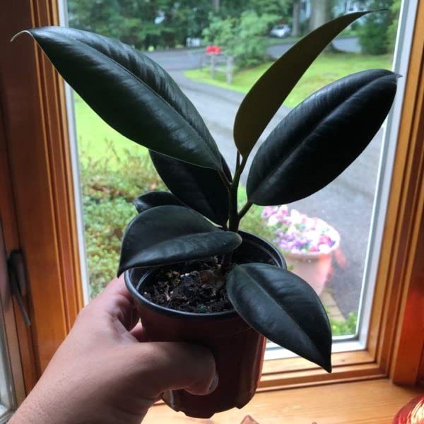 Cloud Farm Live Rubber Plant/Black Prince Rubber Plant for Indoor Home