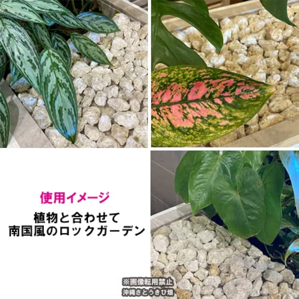 Amazon | 琉球石灰岩 洗浄済み 小粒タイプ 3cm～7cm 800g | 石材