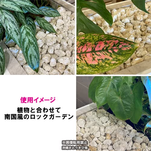 Amazon.co.jp: 琉球石灰岩 洗浄済み 小粒タイプ 0.5cm～3cm 300g