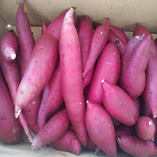 yYnIz󂠂@g͂邩@傫C@5kg