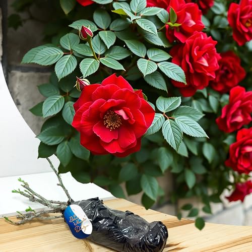 rosa rampicante rossa a radice nuda "paul scarlet" - rosa audace e profumata per arrampicata su traliccio, bordi del giardino e caratteristiche del paesaggio