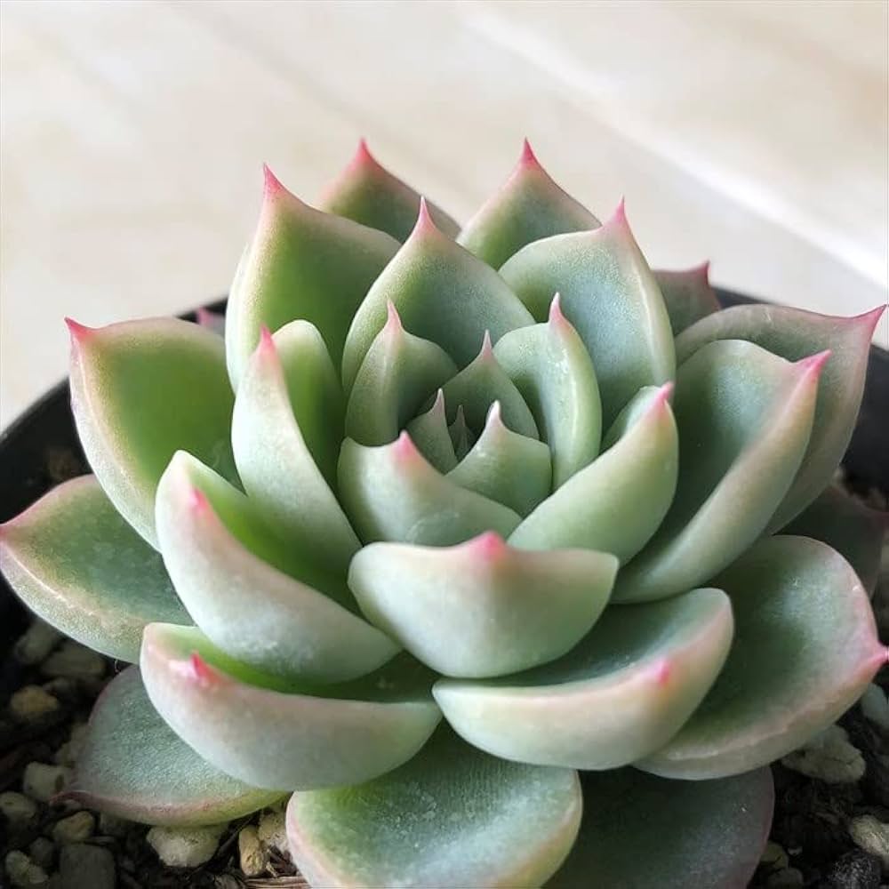 中型 多肉植物 緑とピンク*3 多肉植物 中型 緑とピンク*3 中型 多肉植物 緑とピンク*3