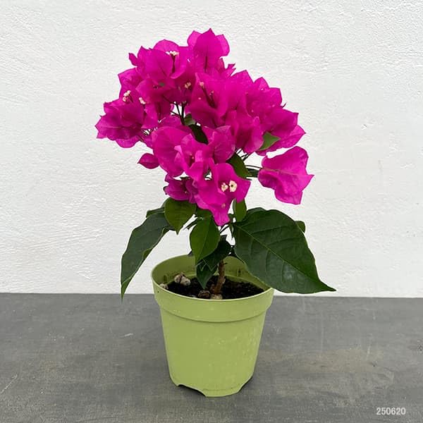 Amazon.co.jp: ブーゲンビレア：ベラ（濃桃色）4号ポット[次々に咲く