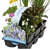 IFLO® 6er Set Blühende Teichpflanzen – Farbenfrohe Wasserpflanzen für Gartenteich – Winterhart – Nachhaltig aus Holland – Zone 1 & 2