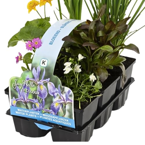 IFLO® Teichpflanzen Set 6 Stück winterhart für Gartenteich & Miniteich – blühende Wasserpflanzen aus Holland – Sumpfpflanzen Zone 1 & 2