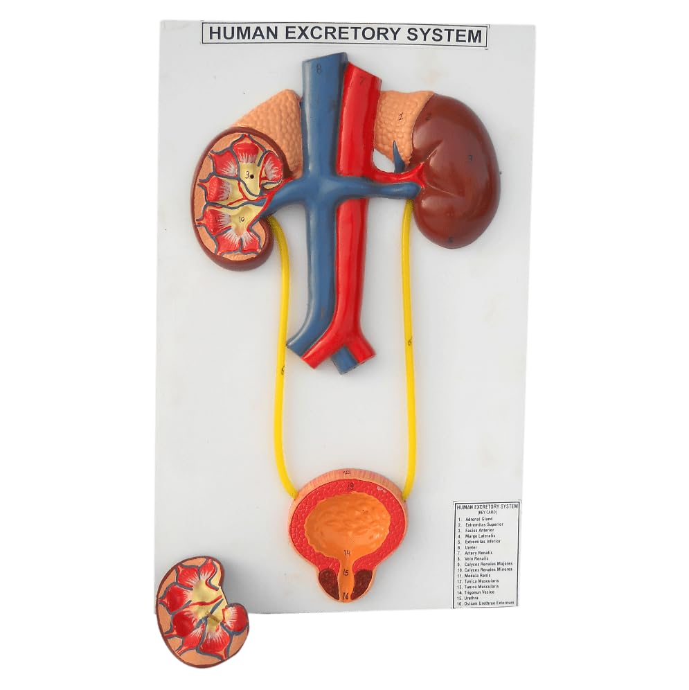 Myra Urinary System Model (B08XPH382N) Amazon Price History, Amazon Price Tracker