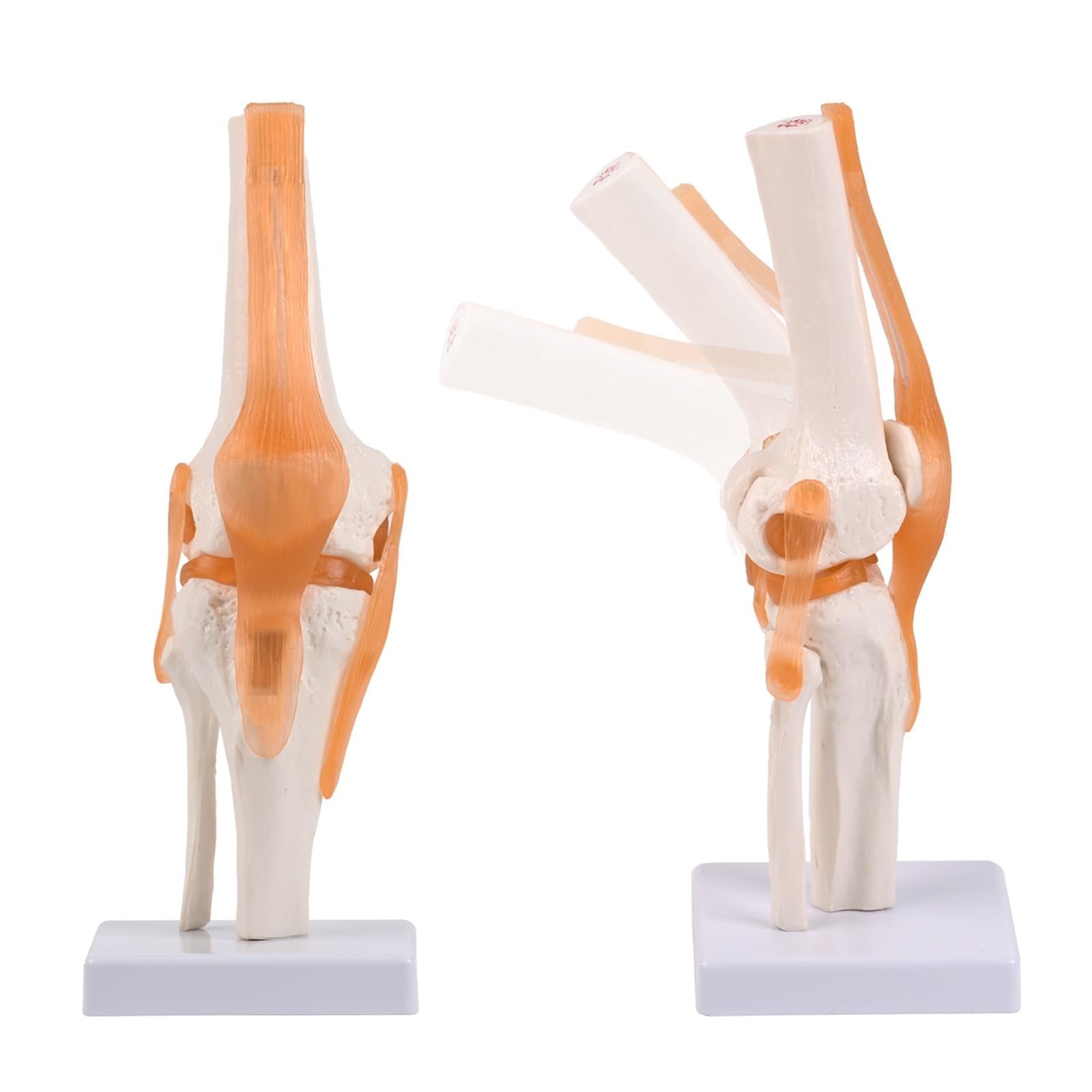 YNIYUJKL Human Knee Joint Model With Bendable Ligament,Life Size Flexible Knee Skeleton Medical Anatomy Model For Teaching Tool Educational Equipment