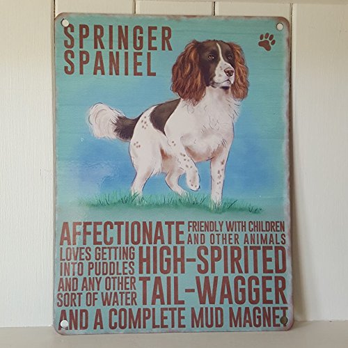 Springer Spaniel - Placa pequeña de acero (200 x 150 mm)