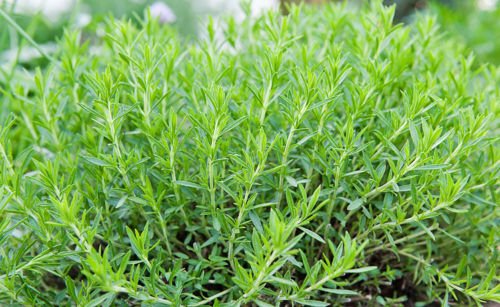 Russian Tarragon HERB Seeds Perennial Aromatic 100 Count PKT. (Heirloom Garden Store)