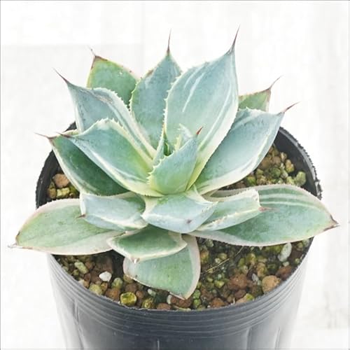 アガベ 斑入り」の人気商品一覧 | 安い商品を通販サイトから探す