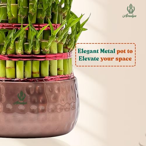 Image of Amulya Farms Live Lucky Bamboo 5 layer plant in Copper Pot | Bamboo Plants for home decoration | Indoor Plants for Home | Ideal for Living room, Balcony, Office desk & Kitchen | Lucky Vastu Plant |