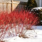 CarpetC 10 Red Dogwood Seeds for Planting, Tatarian Dogwood Cornus alba Red Twig Interest Shrub, Non-GMO Heirloom for Hedges and Borders