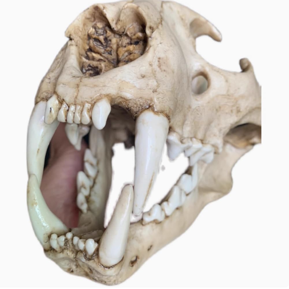 Crâne de léopard AMITD de 25 cm idéal pour une ambiance Halloween et déco de salon mystique