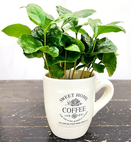 POWERS TO FLOWERS - PIANTA DEL CAFFE' DA FRUTTO, COFFEA ARABICA, IN TAZZINA 9CM DIAMETRO, pianta vera