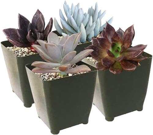 Miniatura 4 de Paquete de suculentas espeluznantes de Halloween  Juego de 246810243648 plantas suculentas únicas (2 suculentas)